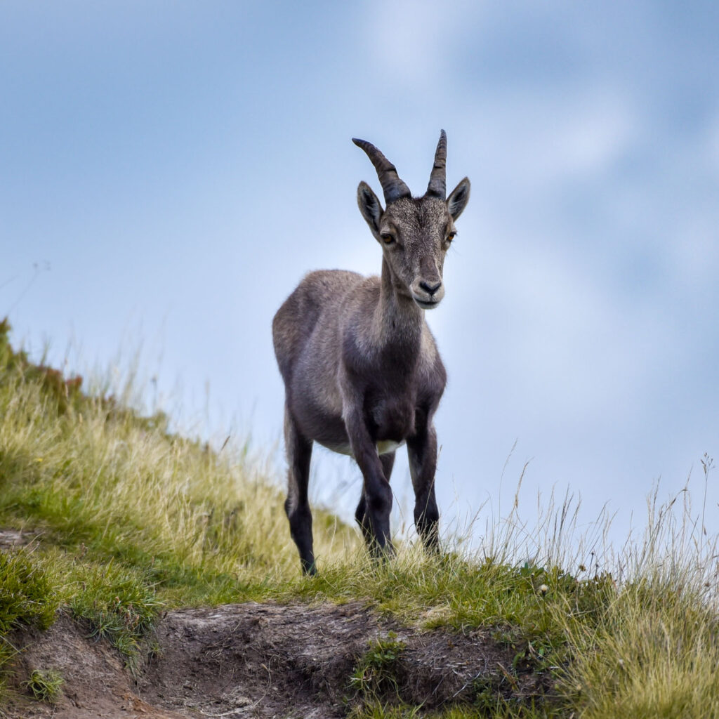 Niederhorn — Switzerland