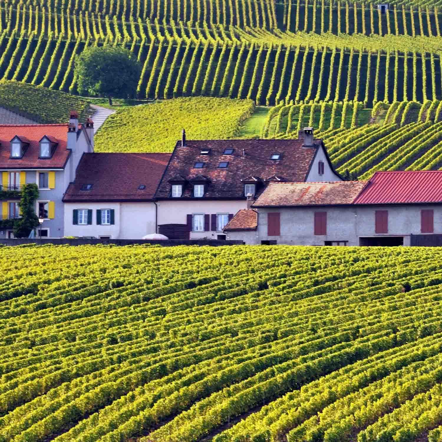 Féchy — Switzerland