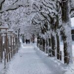 Tree Avenue Engelberg — Switzerland