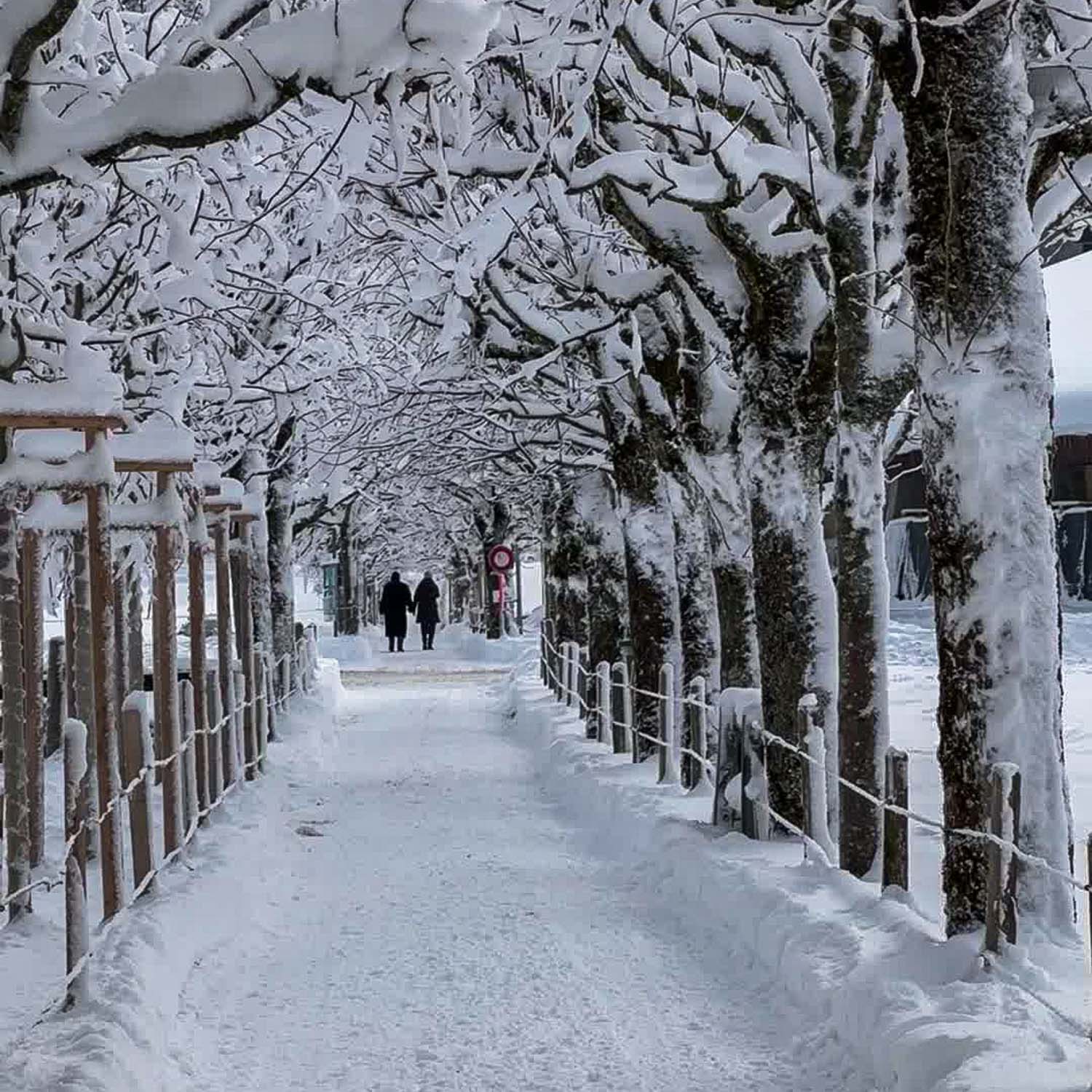 Tree Avenue Engelberg — Switzerland
