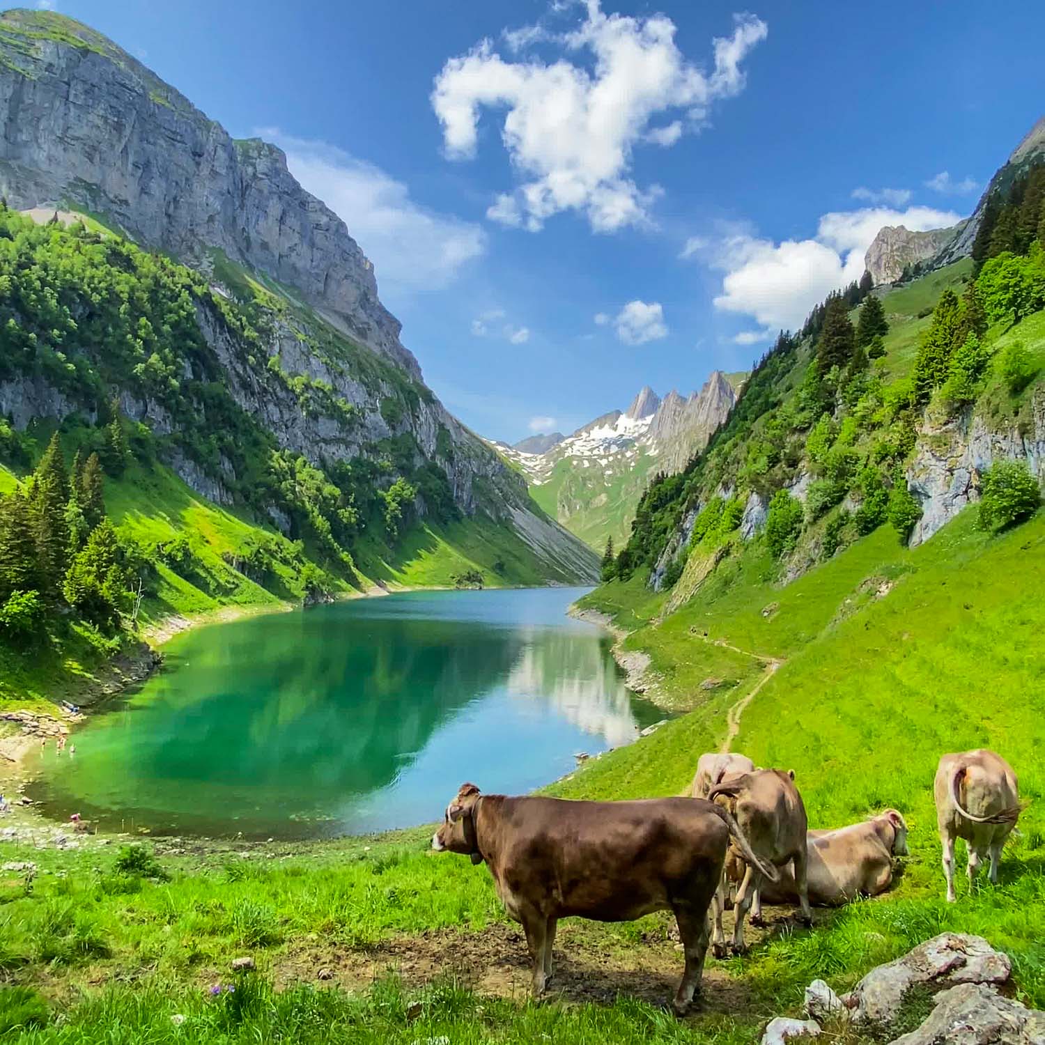 East Shore Bollenwees — Switzerland