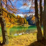 Larch Forest Panorama — Switzerland