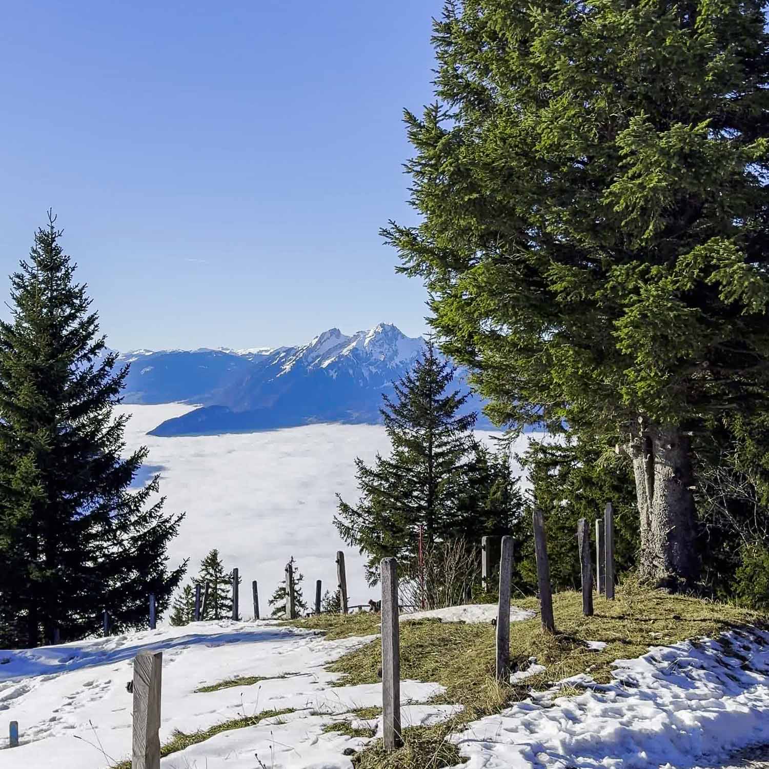 Forest Path Rigi — Switzerland