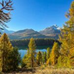 Larch Forest Panorama — Switzerland