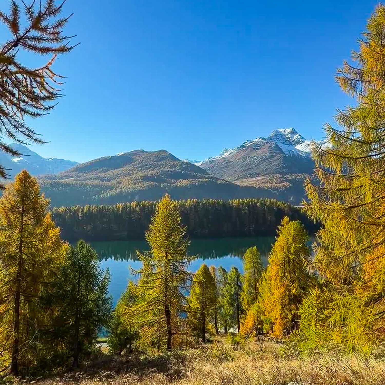 Larch Forest Panorama — Switzerland